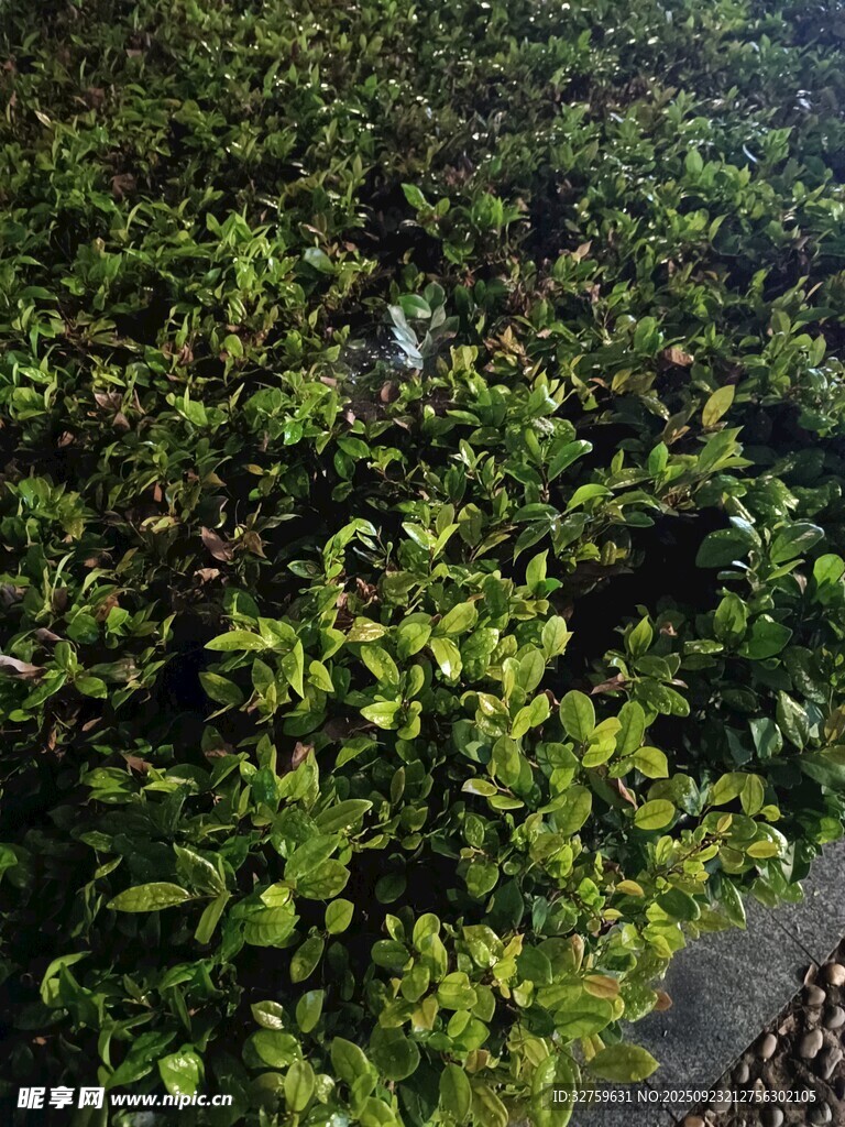 翠绿繁茂的植物景观