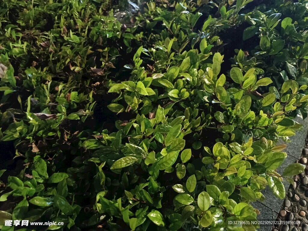 翠绿繁茂的绿植景观