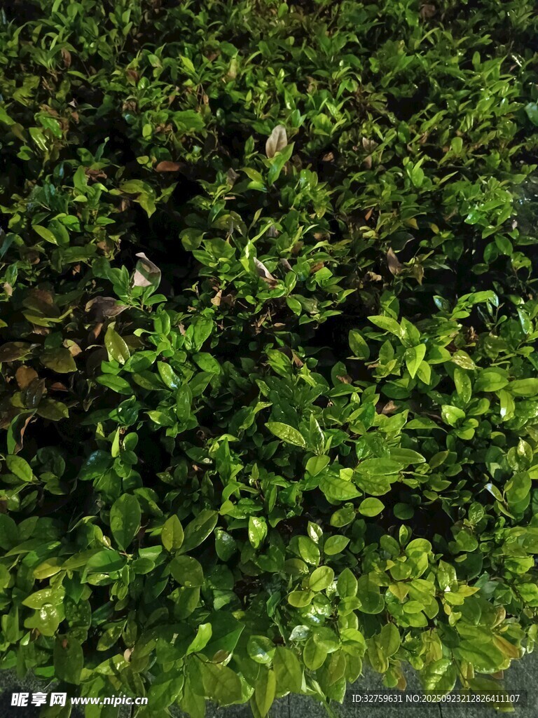 翠绿繁茂的植物景观