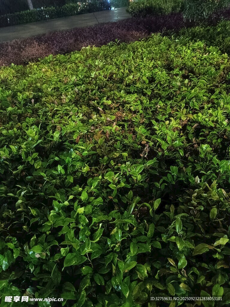 翠绿繁茂的植物景观