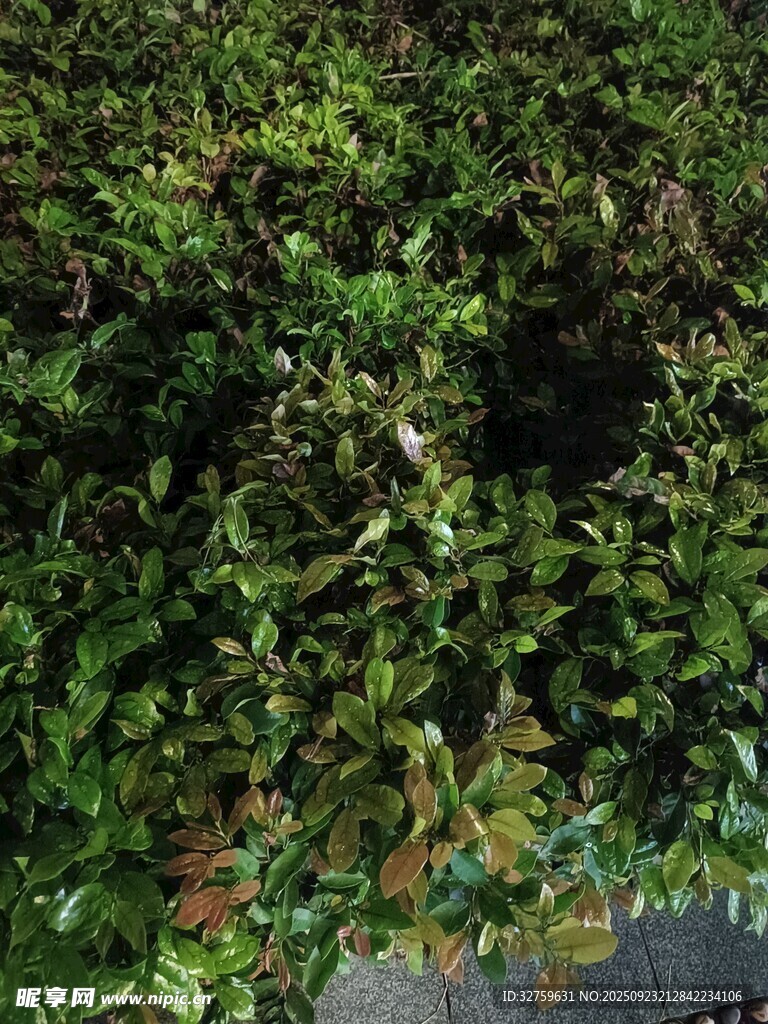 繁茂绿植景观