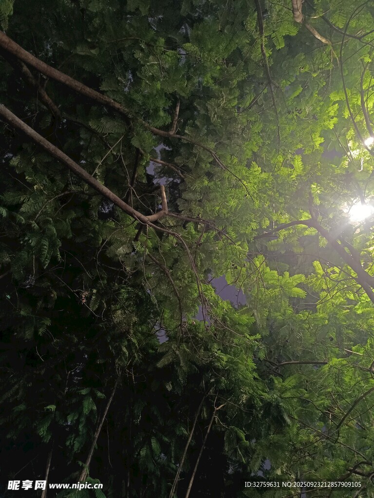 阳光穿透茂密森林树冠