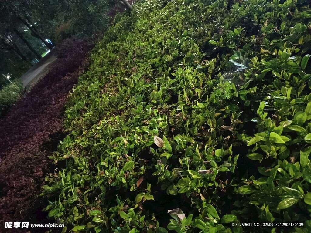 翠绿茶树种植园景象