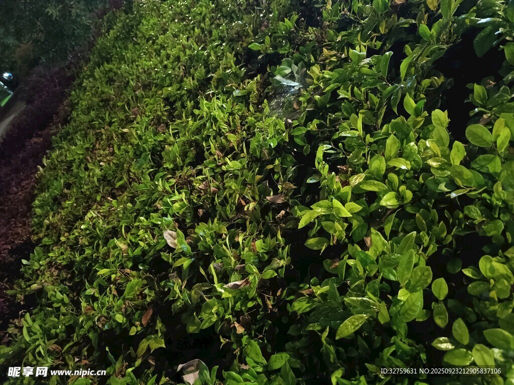 翠绿繁茂的植物景观