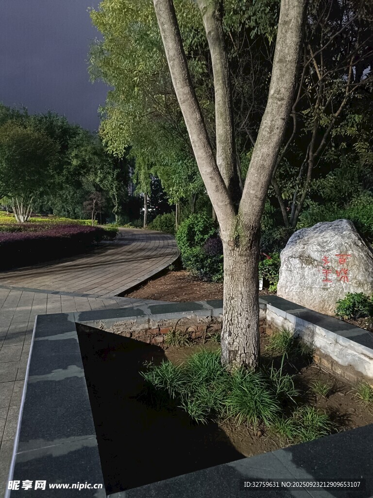 夜晚树下的静谧景观