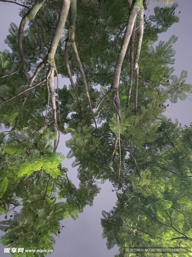 仰视茂密树林树冠景观