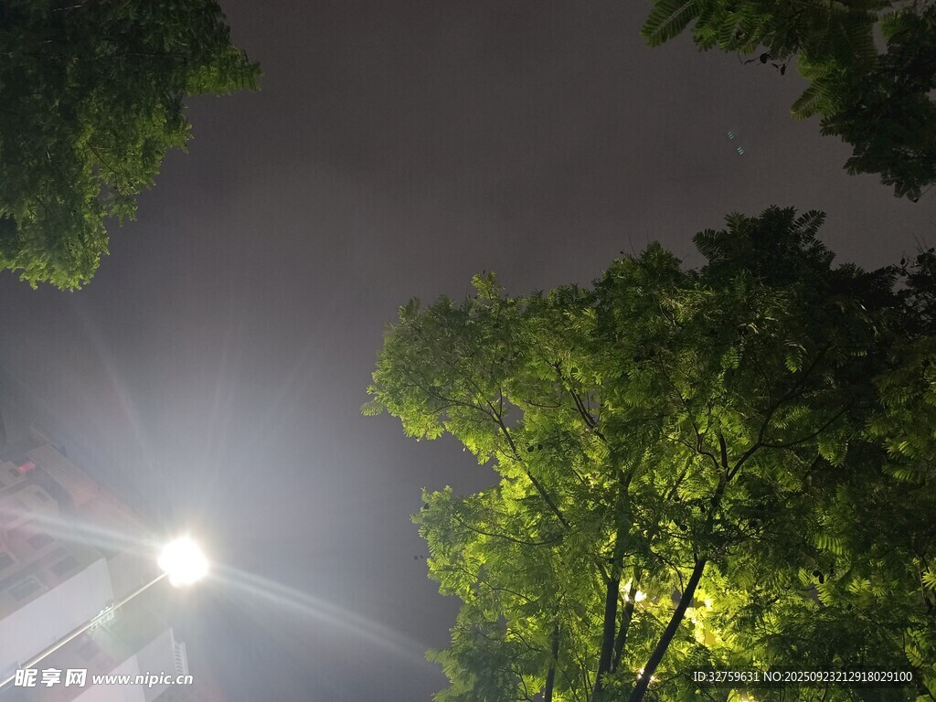 林间月光洒下的静谧时刻