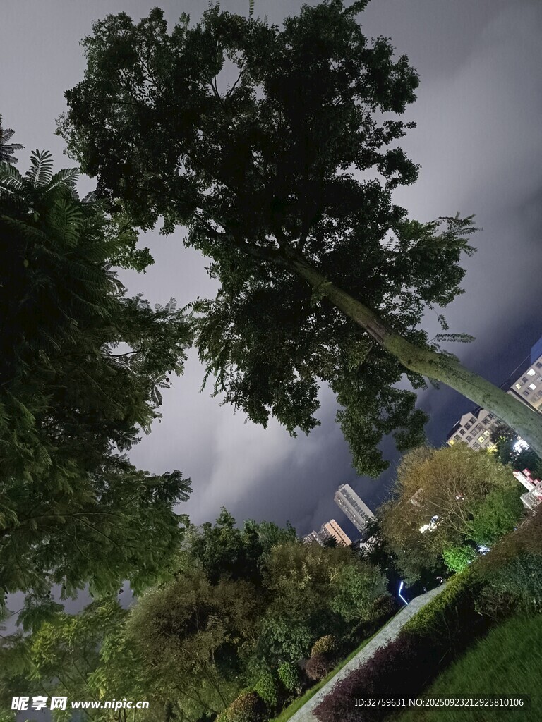 仰视视角下的繁茂绿树