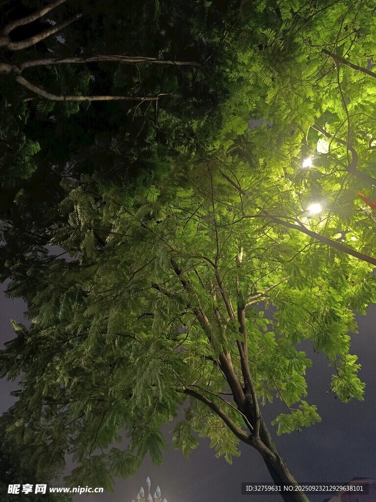 夜晚下的葱郁树木