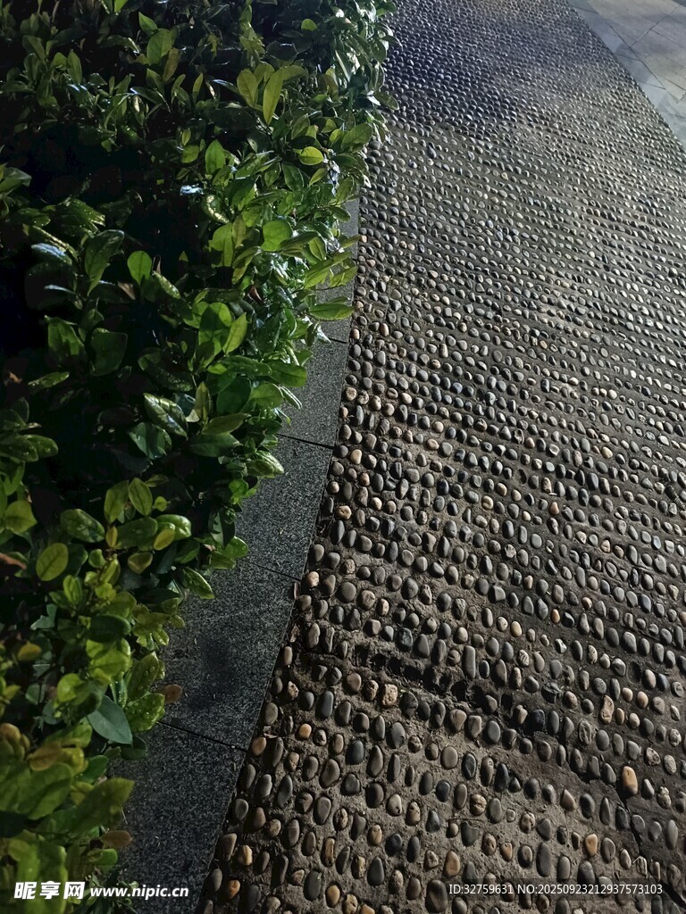 石板小径旁的葱郁绿植