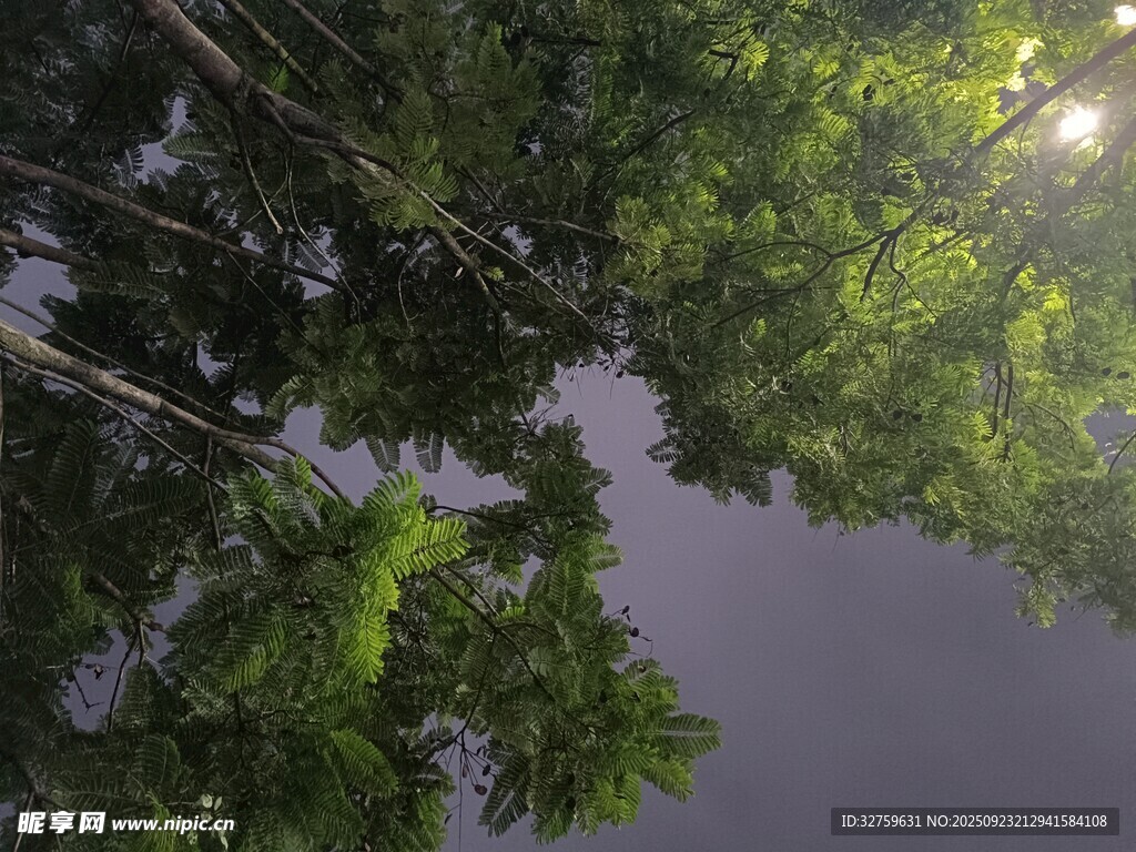 仰视葱郁树木与夜空