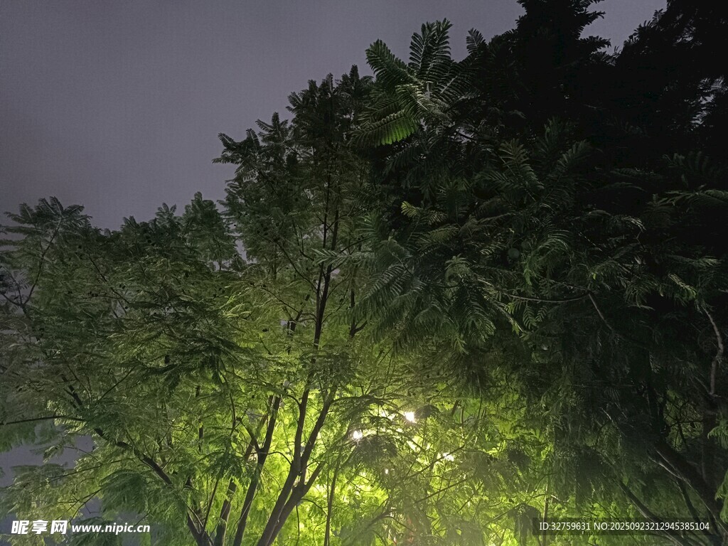 夜晚灯光下的葱郁绿植