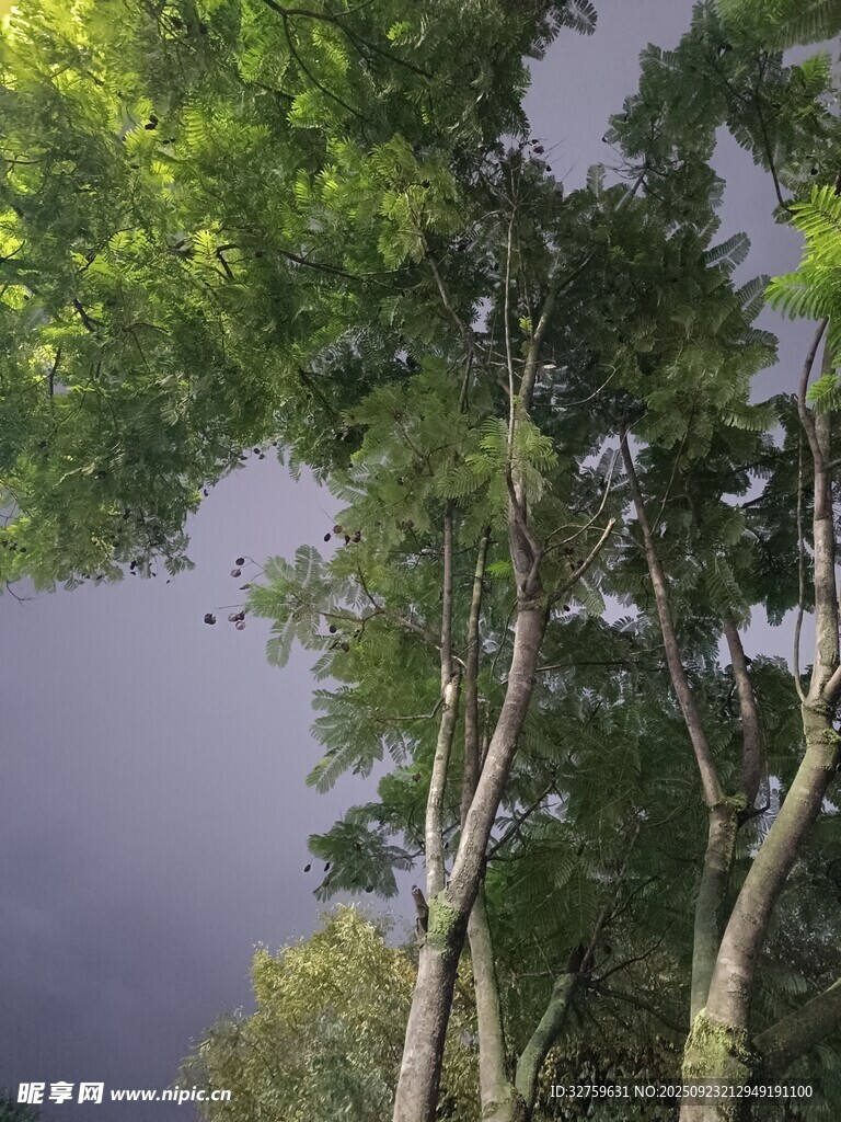 绿树映灰天的自然景致