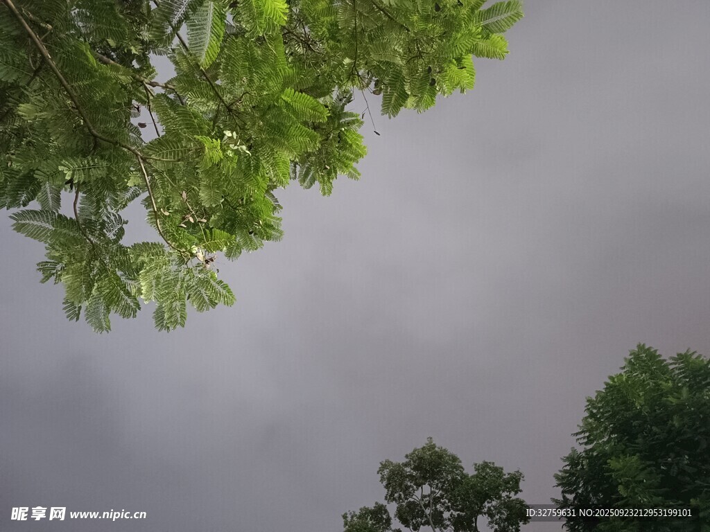 仰视绿荫下的灰蒙天空