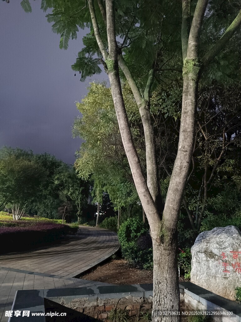 夜幕下的树木与小径