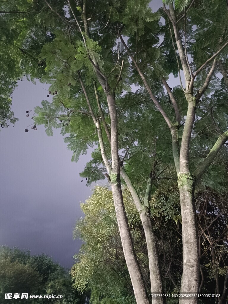 黄昏下的挺拔树木
