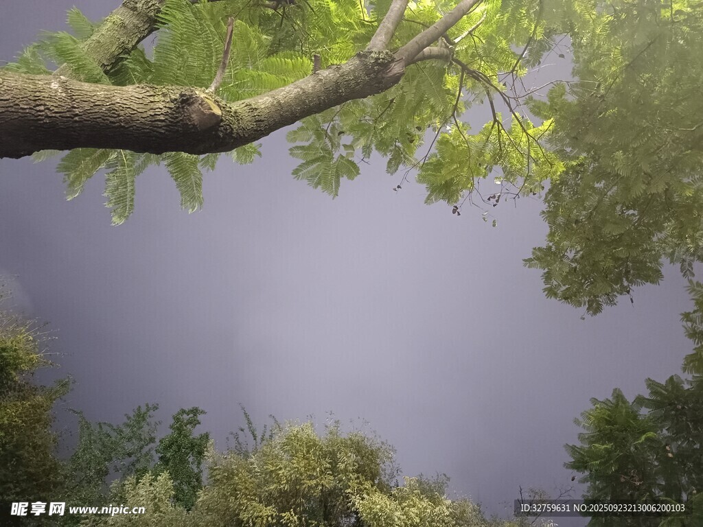 绿荫蔽日下的静谧天空