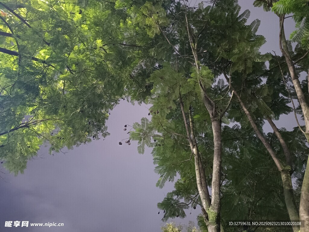仰视葱郁树林天空景象