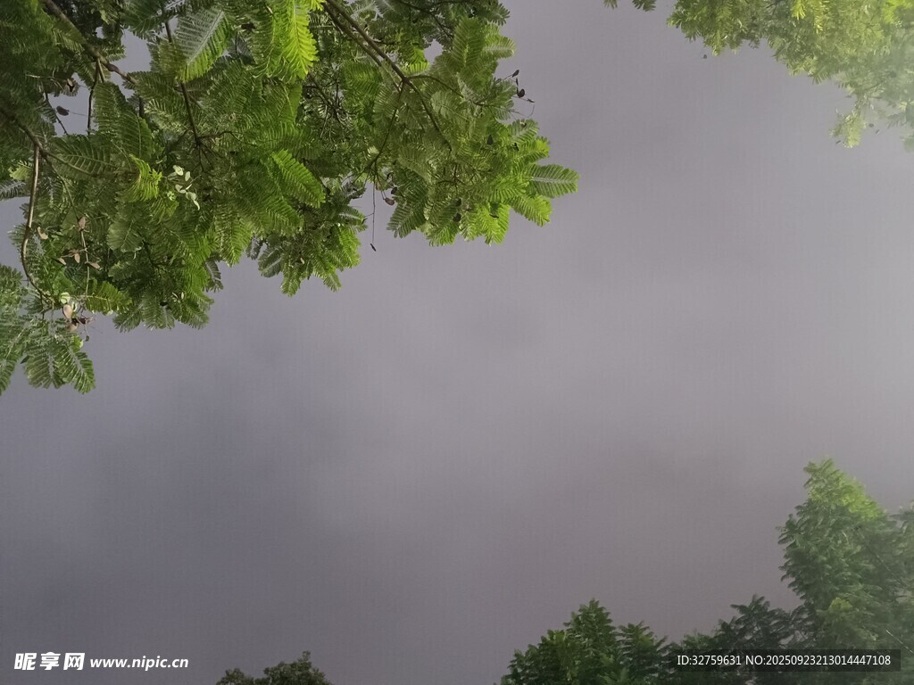 仰视绿树间的灰蒙天空