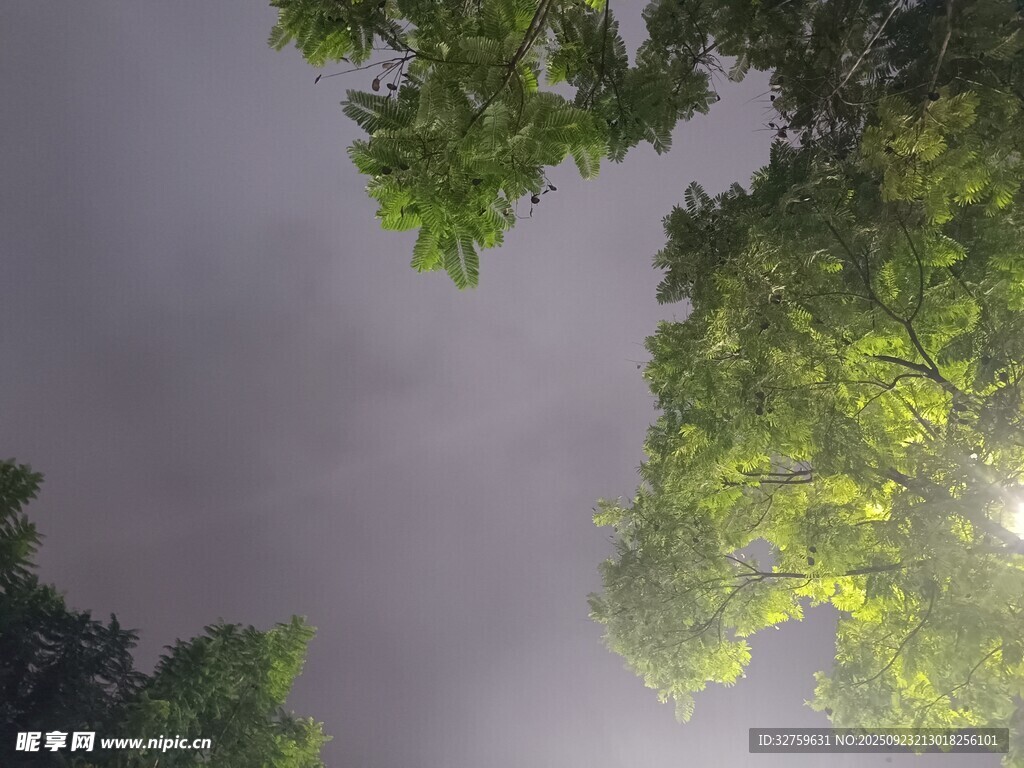 林间树梢透微光