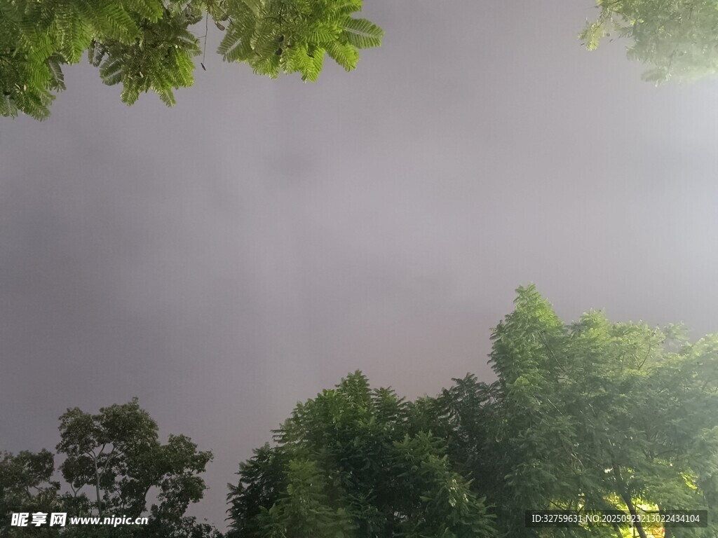 仰视葱郁树林与灰蒙天空