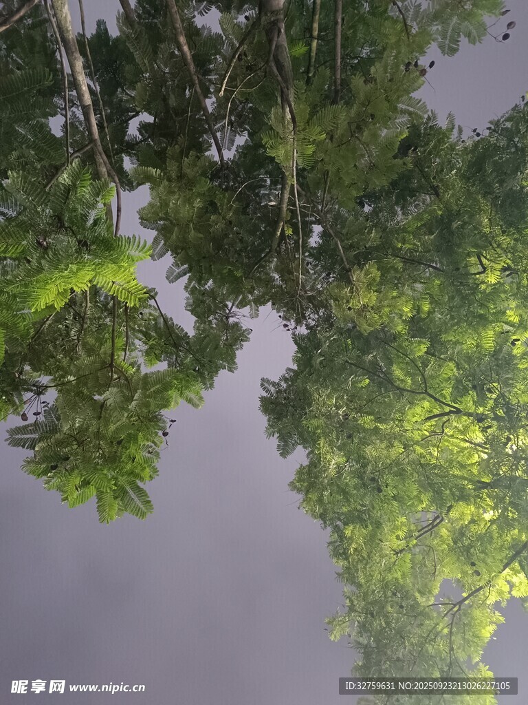 水面倒映的葱郁树林