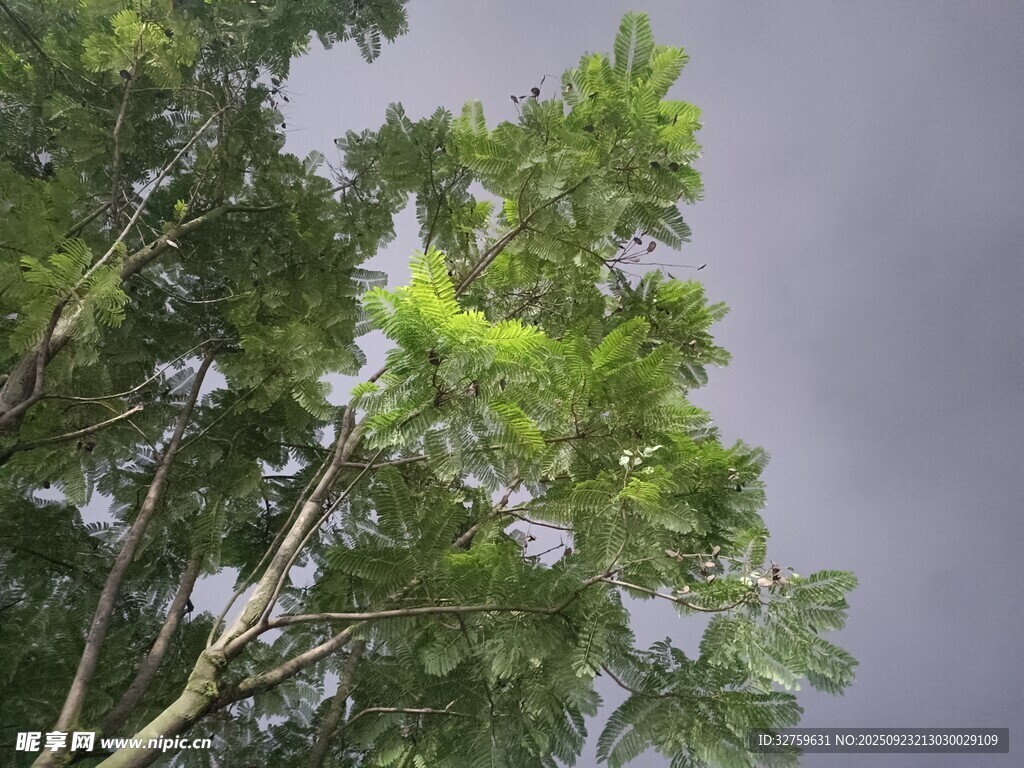 阴天里的繁茂绿树
