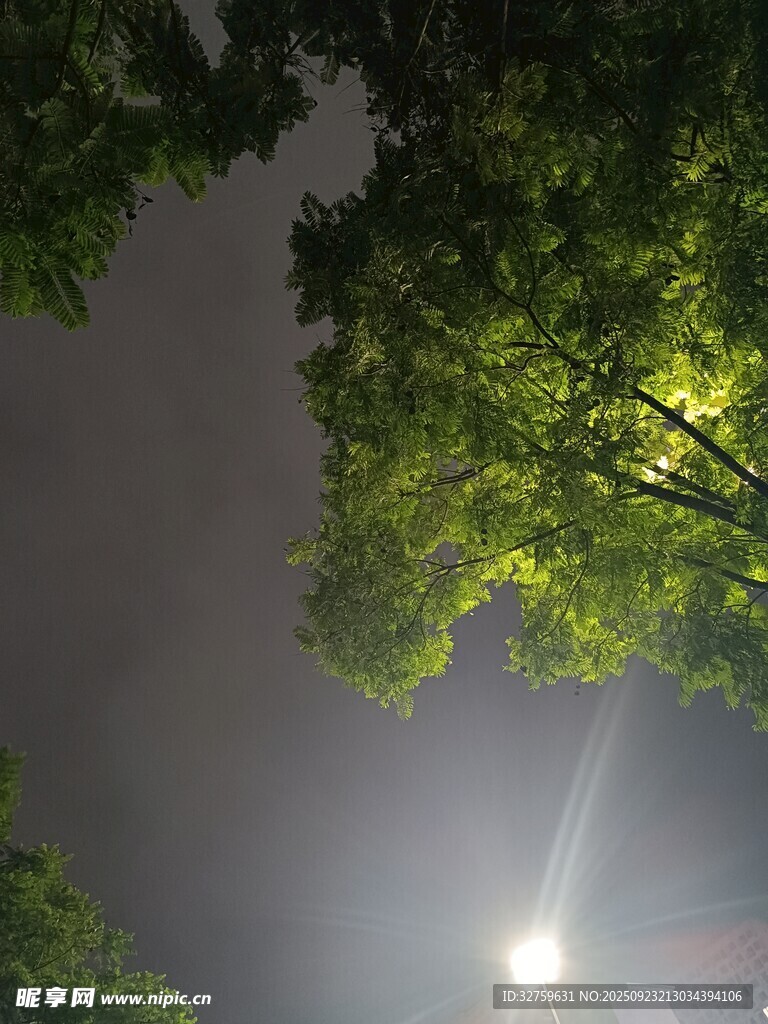 夜晚林间透过树叶的月光