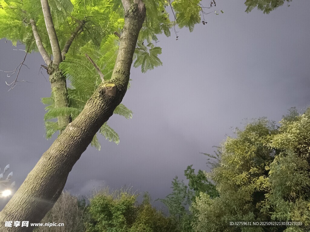 仰视雨中树木与阴沉天空