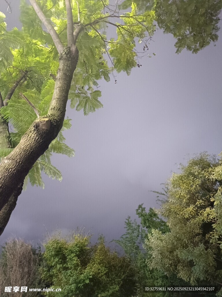 仰视葱郁树木与朦胧天空