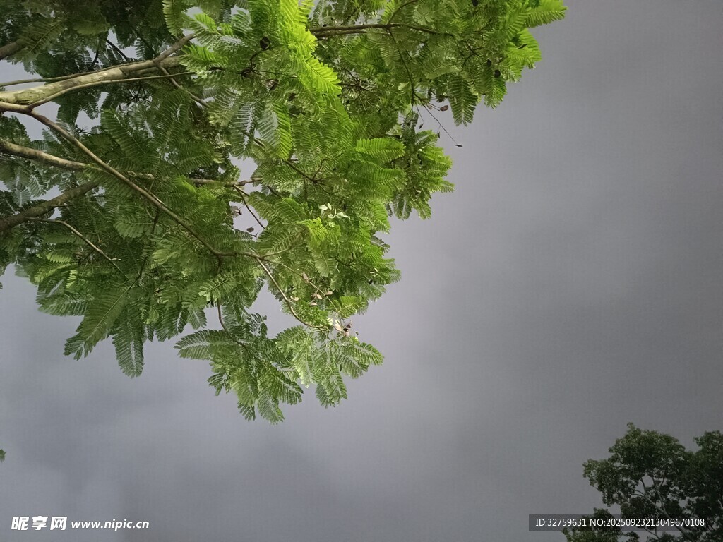 仰视绿树与阴沉天空