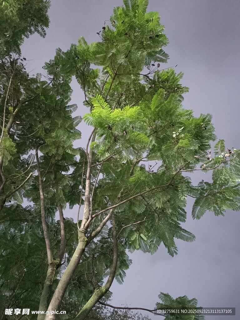 翠绿树梢 
