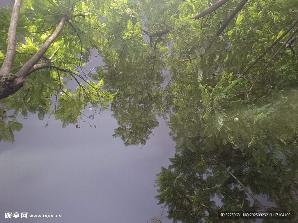 林间静谧水面映树景