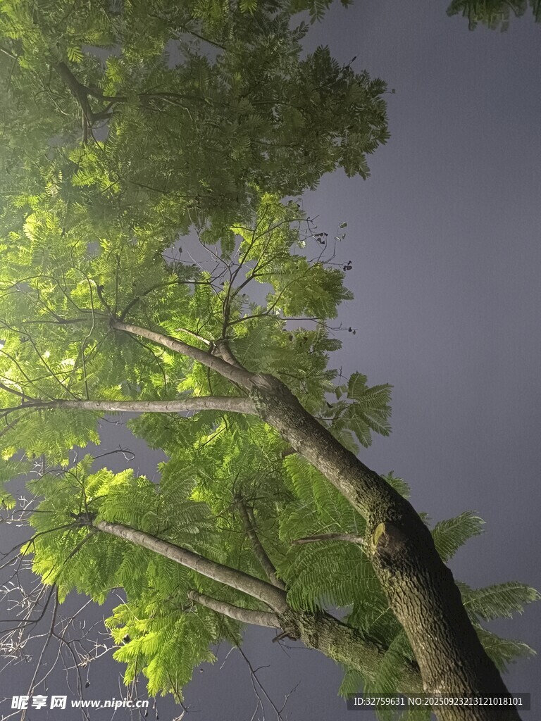 阳光穿透树叶的静谧瞬间