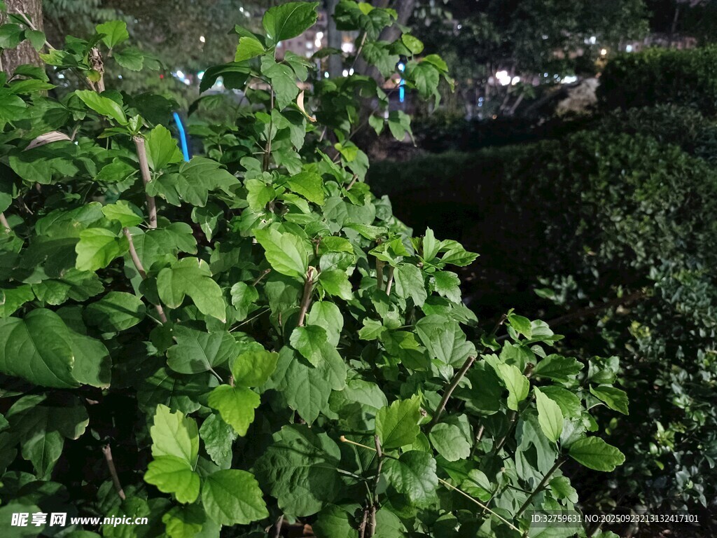 繁茂绿植景观