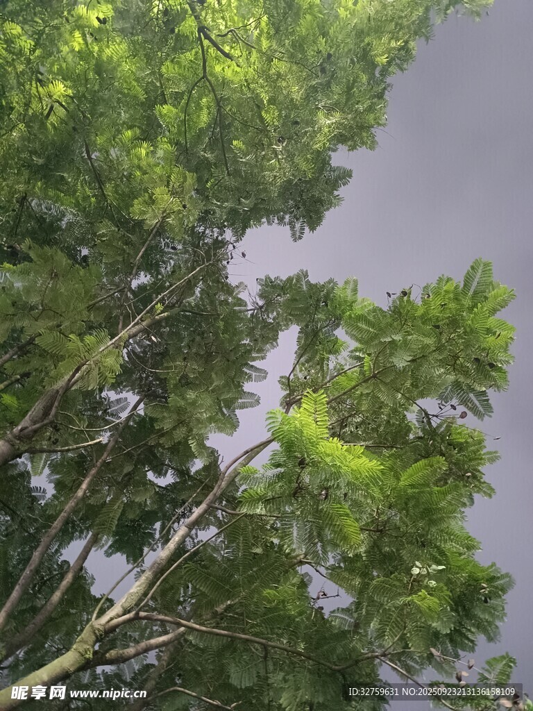 茂密绿树与阴沉天空