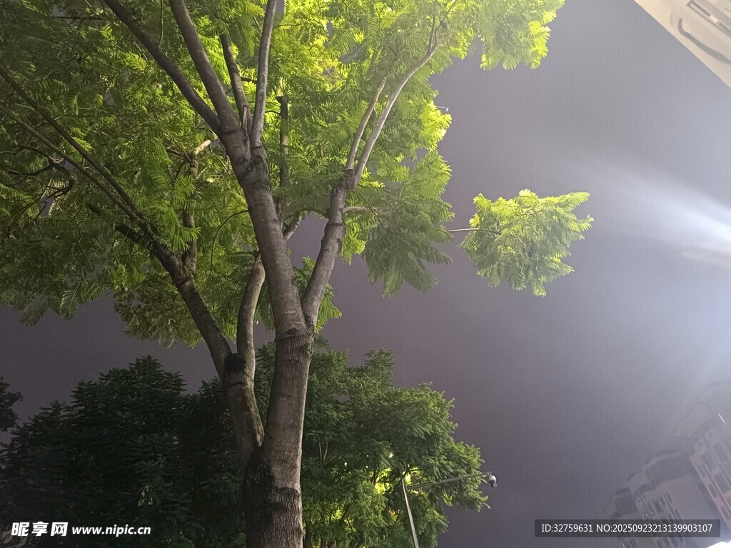 阳光透过绿树洒下美景