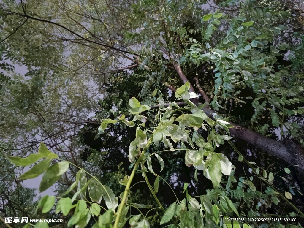 茂密丛林中的繁茂枝叶