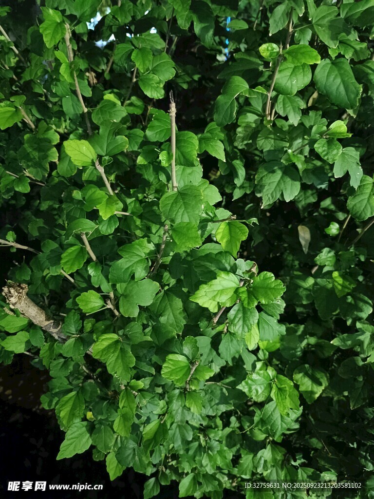 翠绿繁茂的枝叶景观