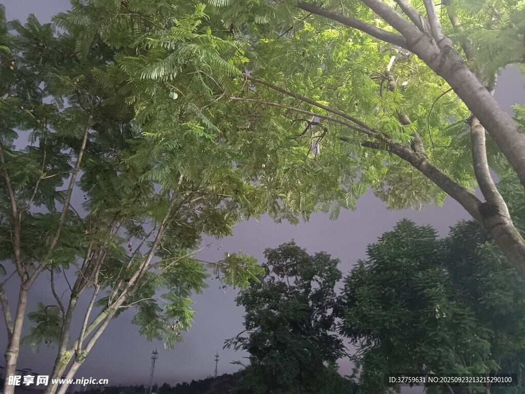绿树成荫的自然景致
