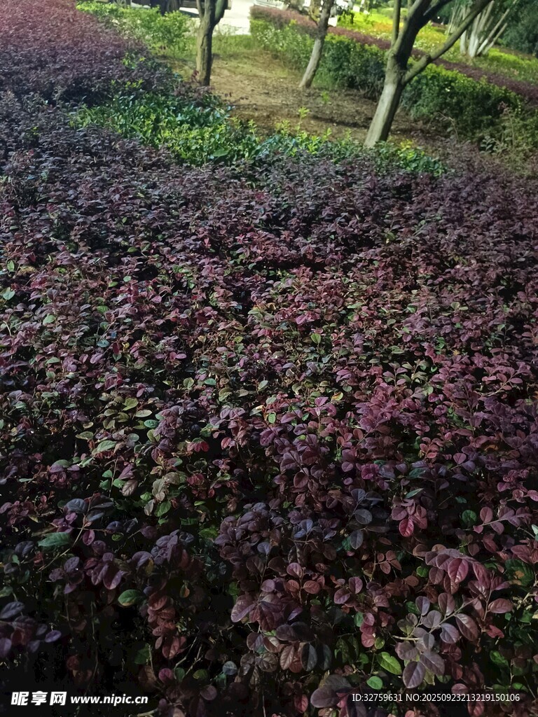 紫叶植物景观