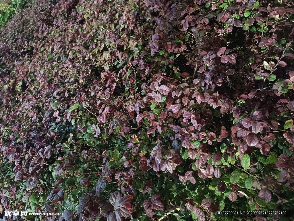 地面上的多彩落叶