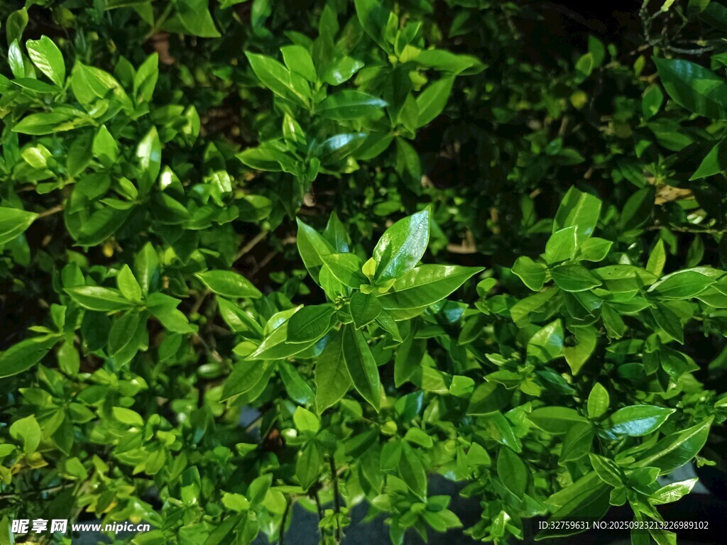 翠绿繁茂的植物枝叶