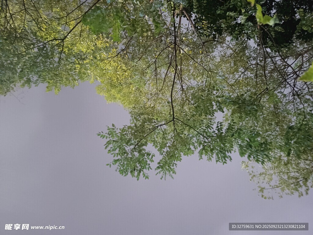 仰视绿树与朦胧天空