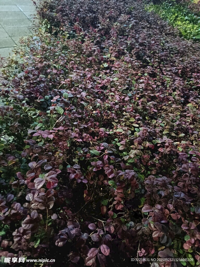 紫叶植物景观
