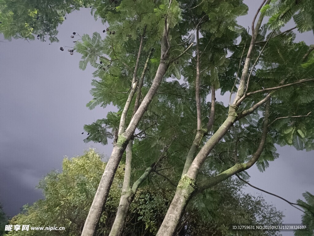 暴风雨前的挺拔树木