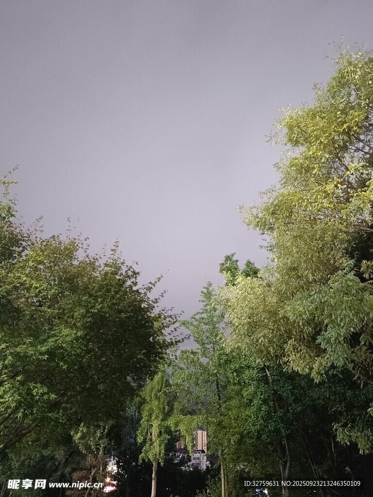 绿树成荫的户外景致