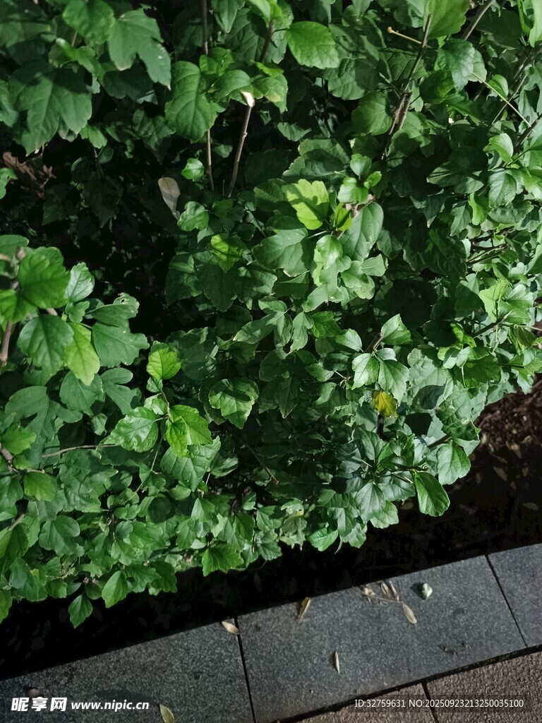墙边翠绿植物景观