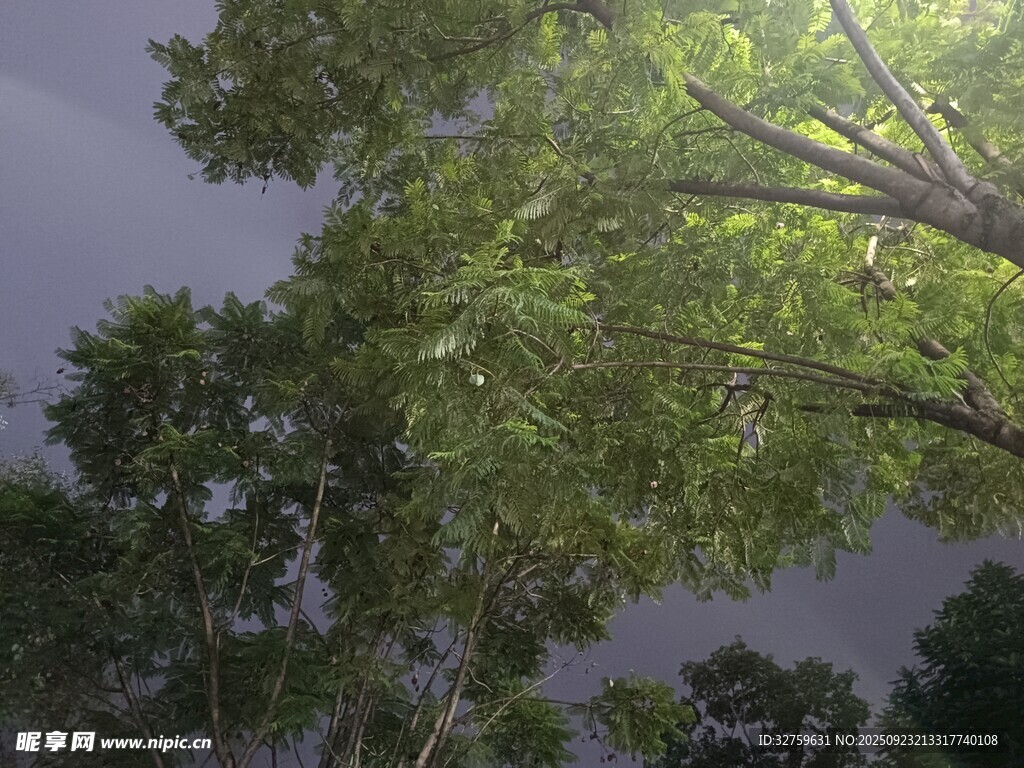 绿荫蔽日下的静谧树林