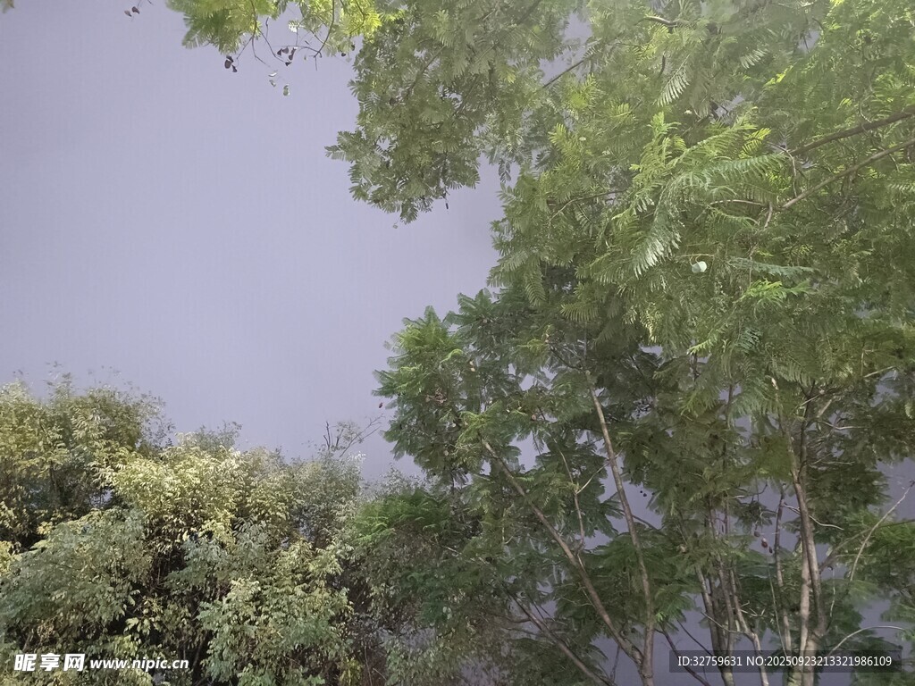 仰视葱郁树木与天空